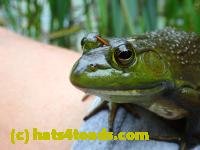 /home//u458753944/public_html/sourcegallery/////////////////////Frogs/More bullfrogs/P9060118.JPG
